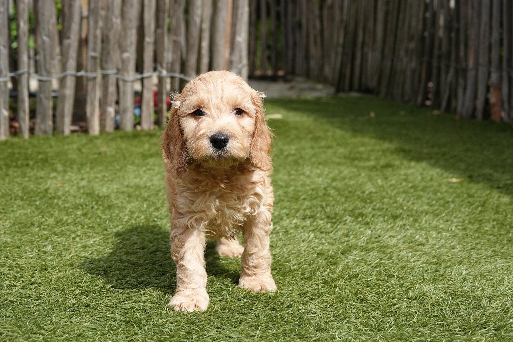Magnifiques chiots Cockapoo abricot, Maladie de Carré (chiens), Taille moyenne, Plusieurs, Belgique