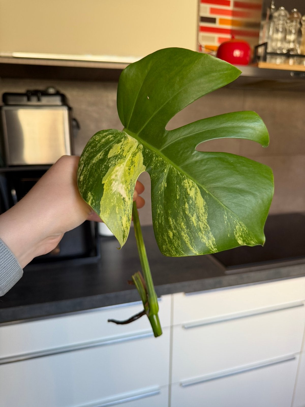 Monstera aurea | Découpes, Enlèvement ou Envoi