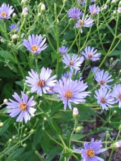 Aster Twilight, Tuin en Terras, Ophalen