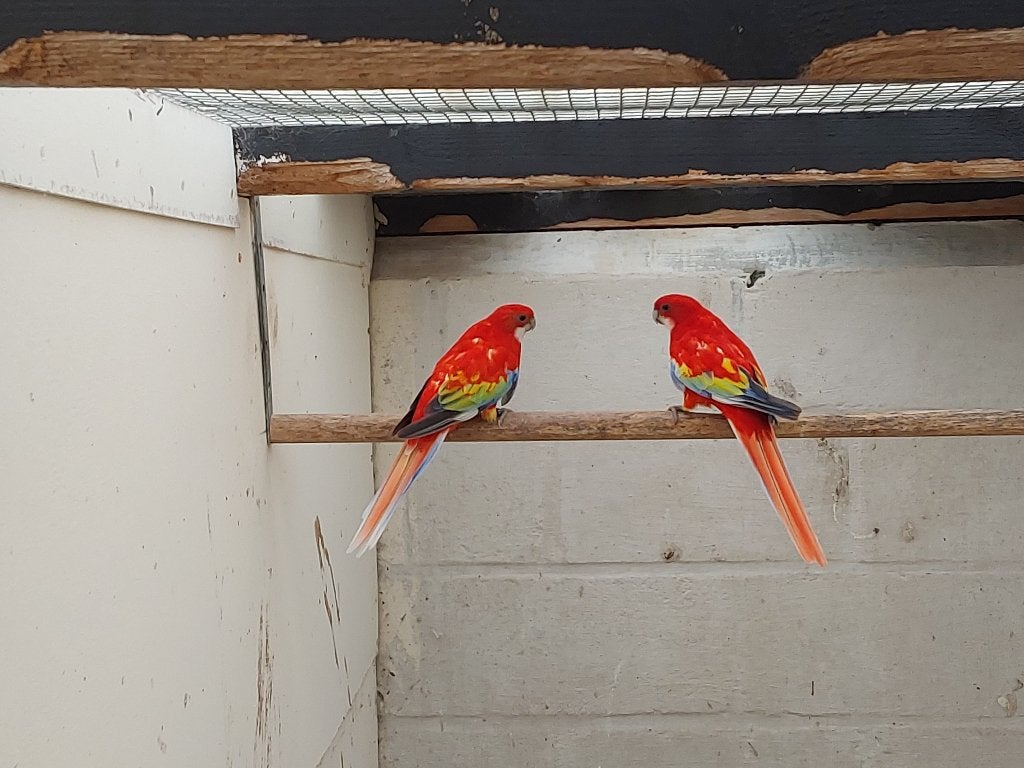 Kwkoppels rosellas, Dieren en Toebehoren, Vogels | Parkieten en Papegaaien, Parkiet, Geringd