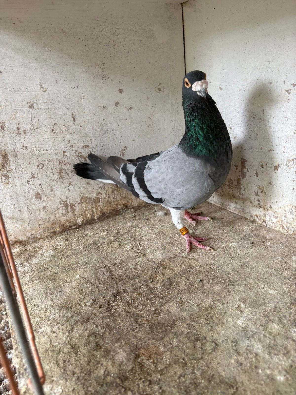 Kweekduiver, Dieren en Toebehoren, Vogels | Duiven, Mannelijk, Postduif
