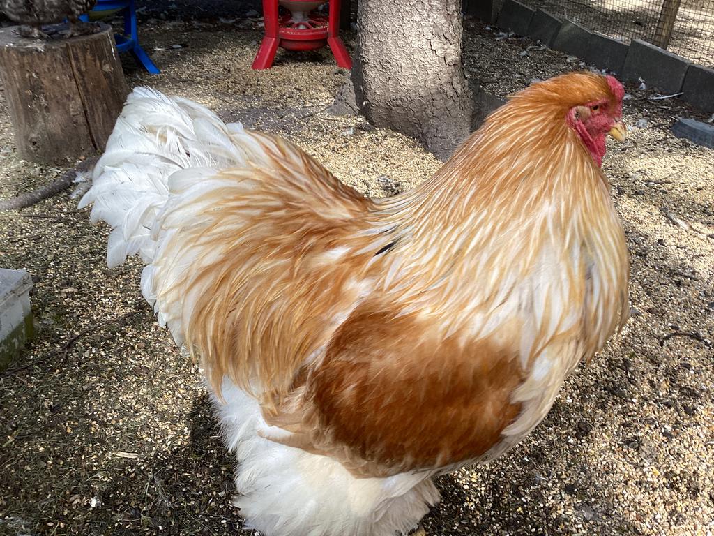 2 Brahma hanen van Mei 2025 Kleur Lemon Pyle, Mannelijk, Kip