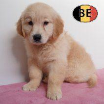 Golden Retriever pup – zacht en sociale gezelschapshond, België, 15 weken tot 1 jaar, Handelaar, Teef