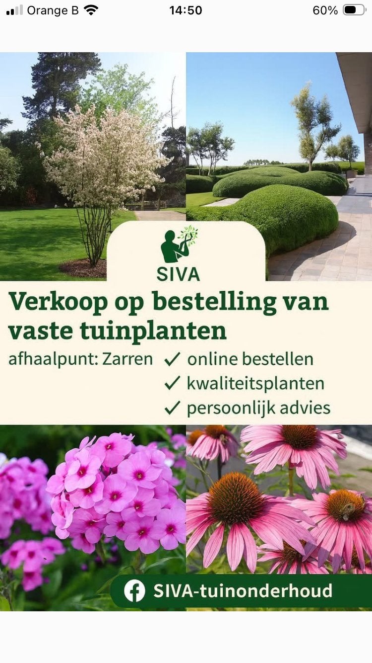 Struiken en hagen op bestelling, Jardin & Terrasse, Plantes | Arbustes & Haies, Enlèvement