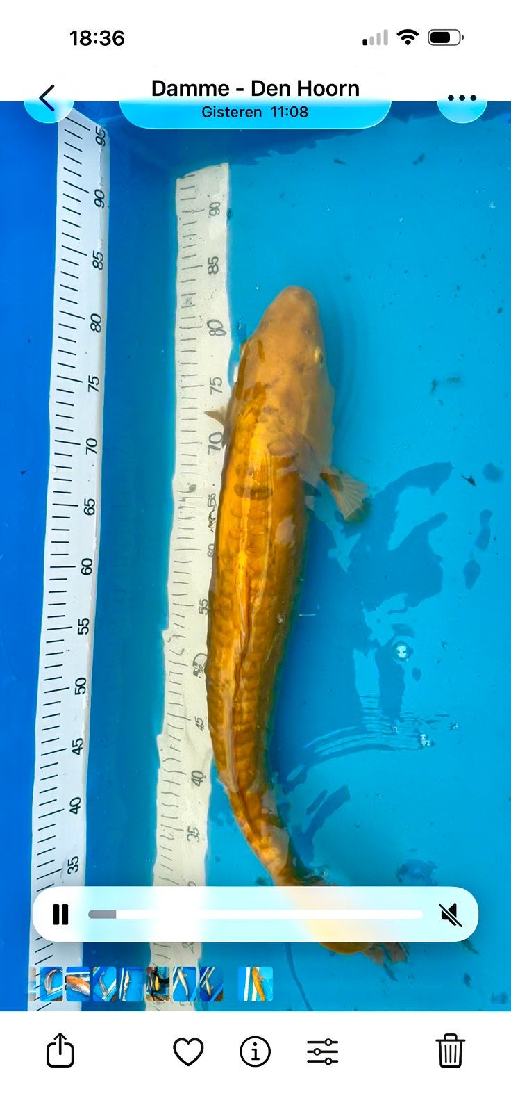 koi Doitsu 55 cm plaats maken in de vijver