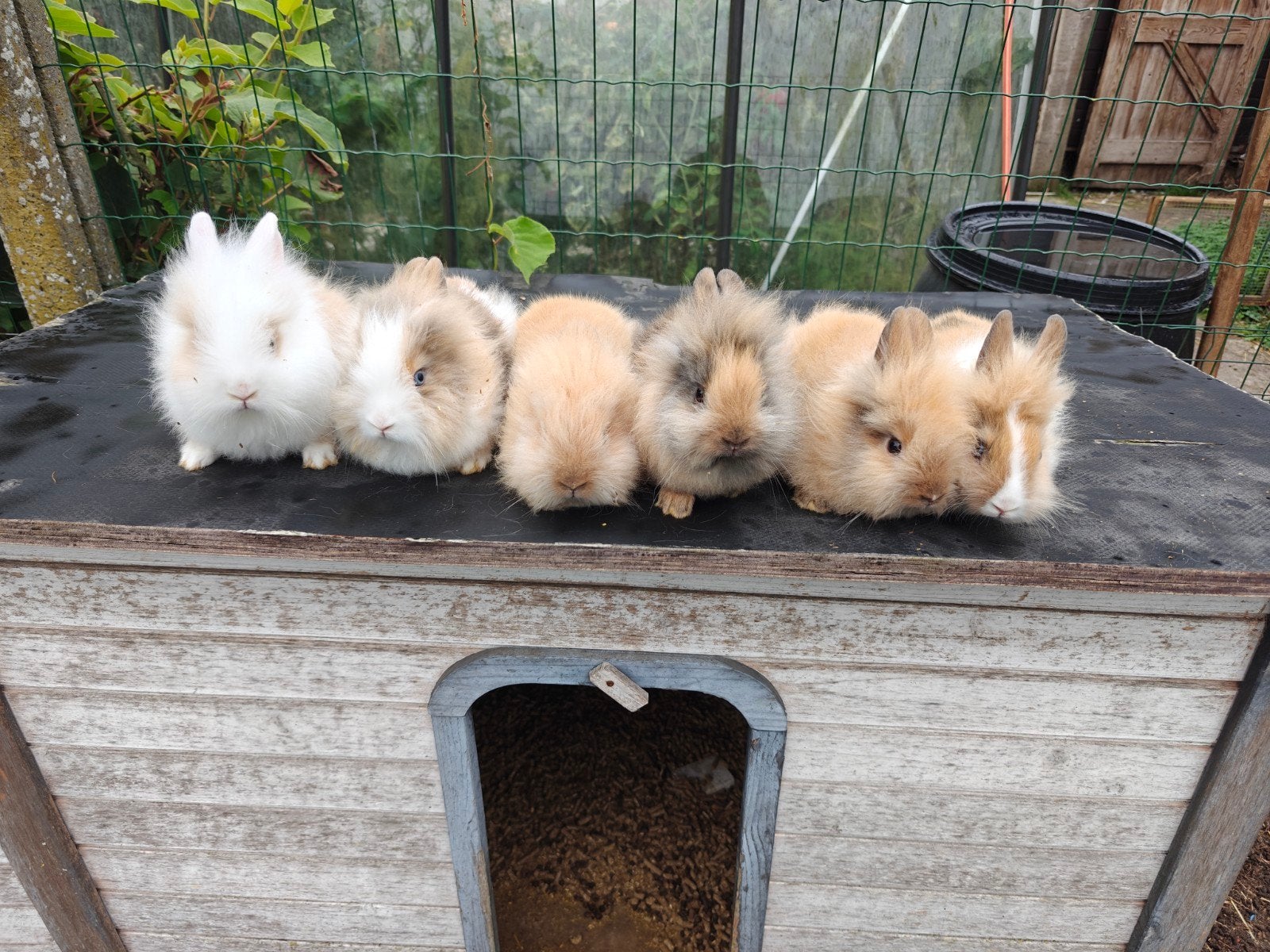 Handtamme raszuivere leewenkopjes dwergkonijntjes, Meerdere dieren, Dwerg, 0 tot 2 jaar