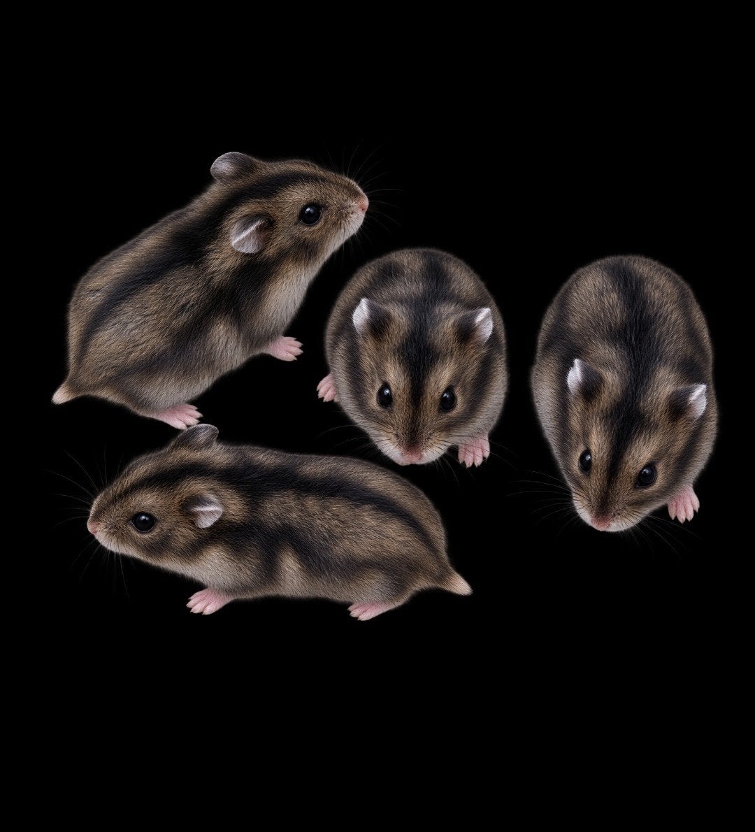 Hamsters nains russes de couleur sauvage, Animaux & Accessoires, Hamster, Août, Domestique, Plusieurs animaux