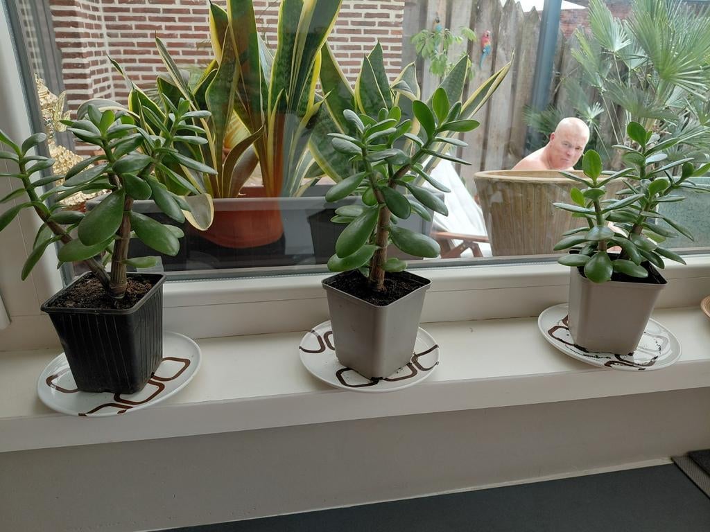 Crussala vetplant geldboom, Enlèvement
