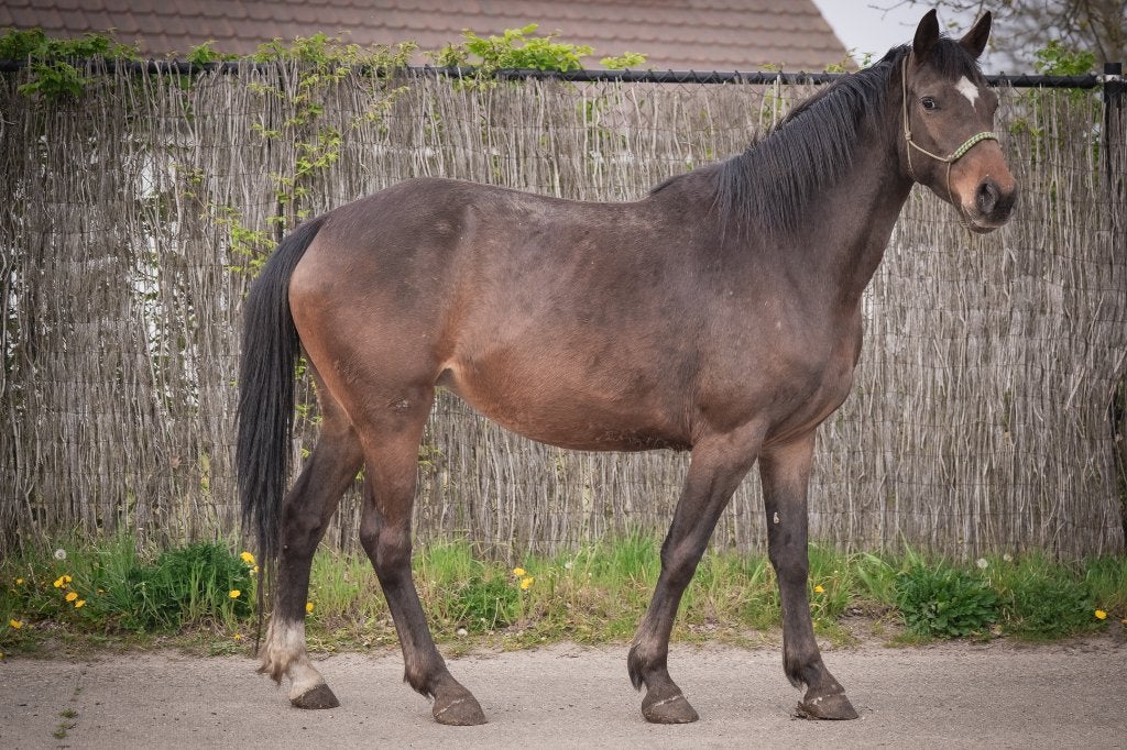D pony en veulen, Avec puce électronique, Poney de récréation, Poney D (1.37 m à 1.48m), Non dressé