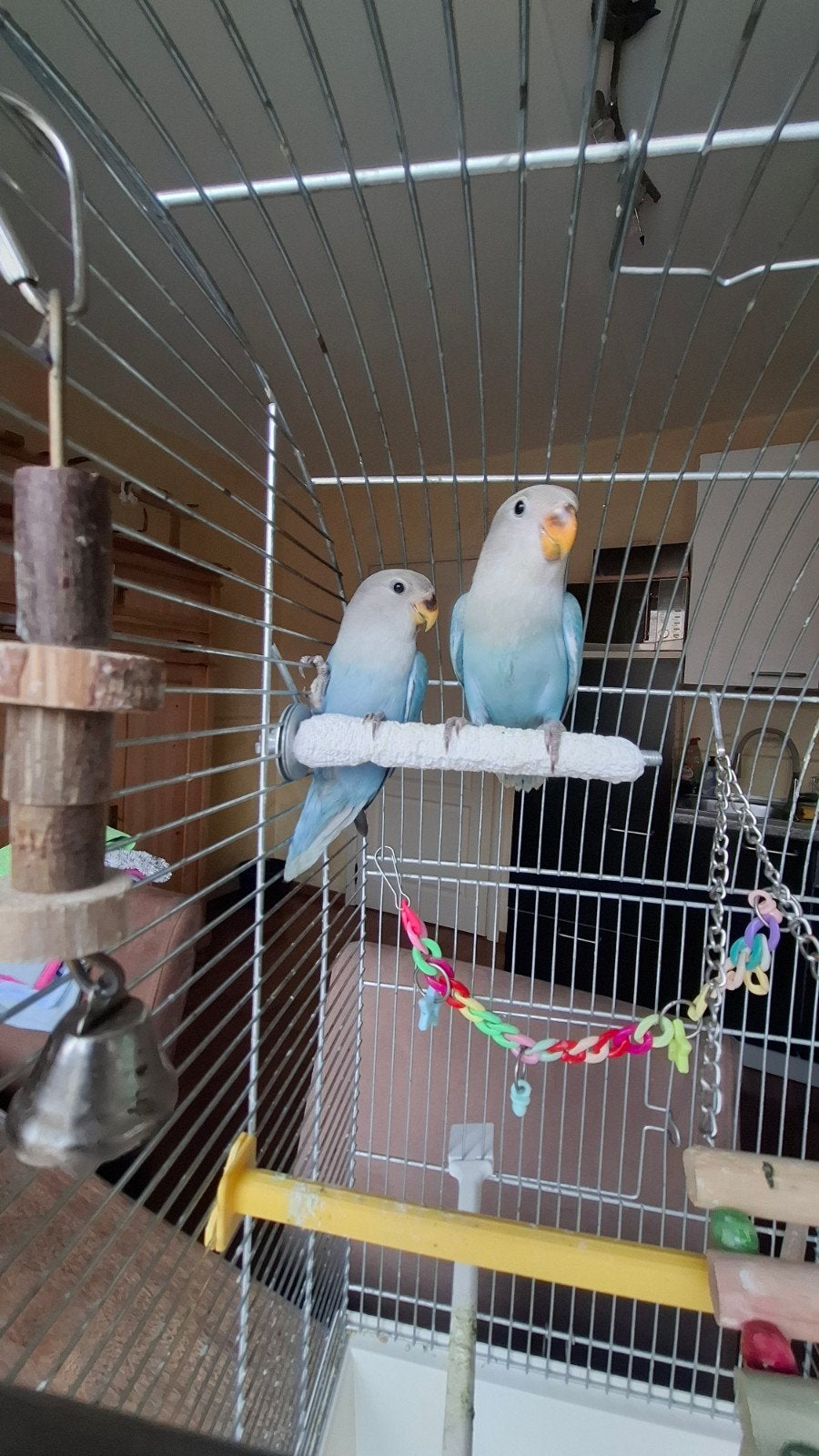 2 jonge dwerg papagaaientjes ficheries te koop