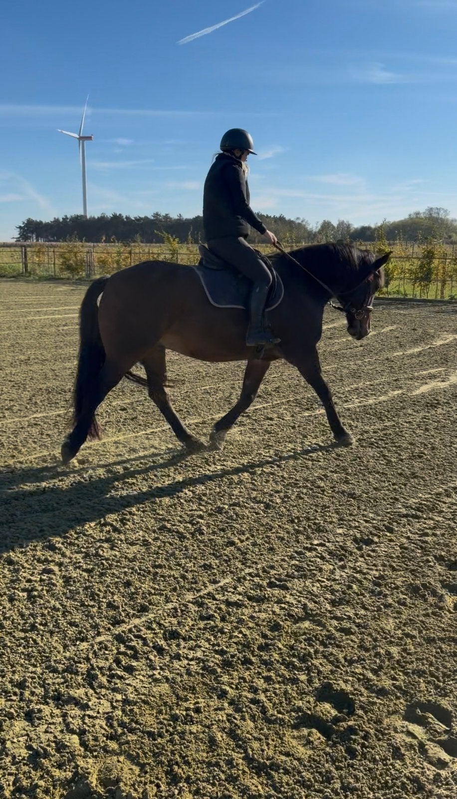 Braaf recreatiepaard, Dieren en Toebehoren, Ruin