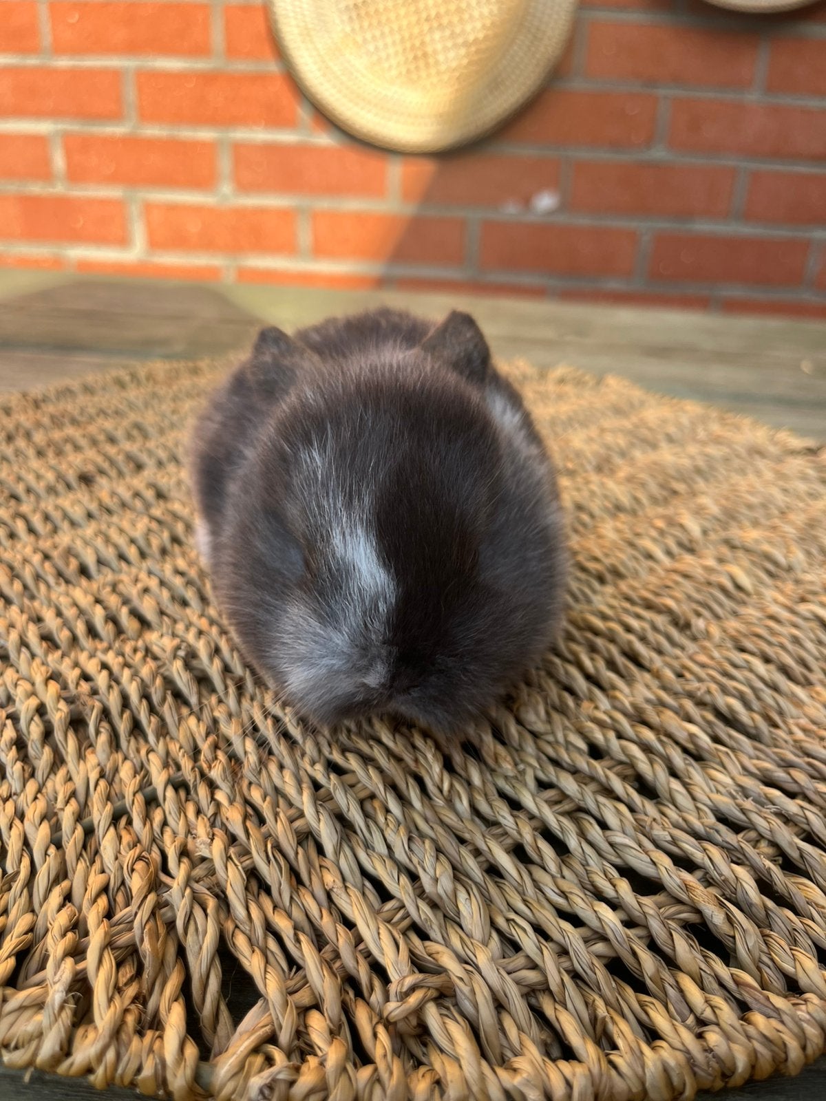 Minilop x nhd, Dieren en Toebehoren, Mannelijk