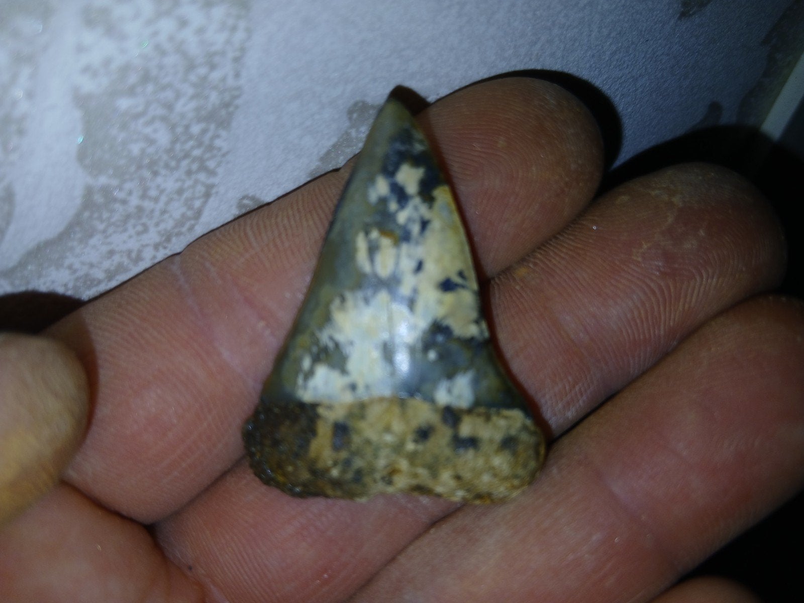Fossiele Haaietand isurus hastalis, Ophalen of Verzenden