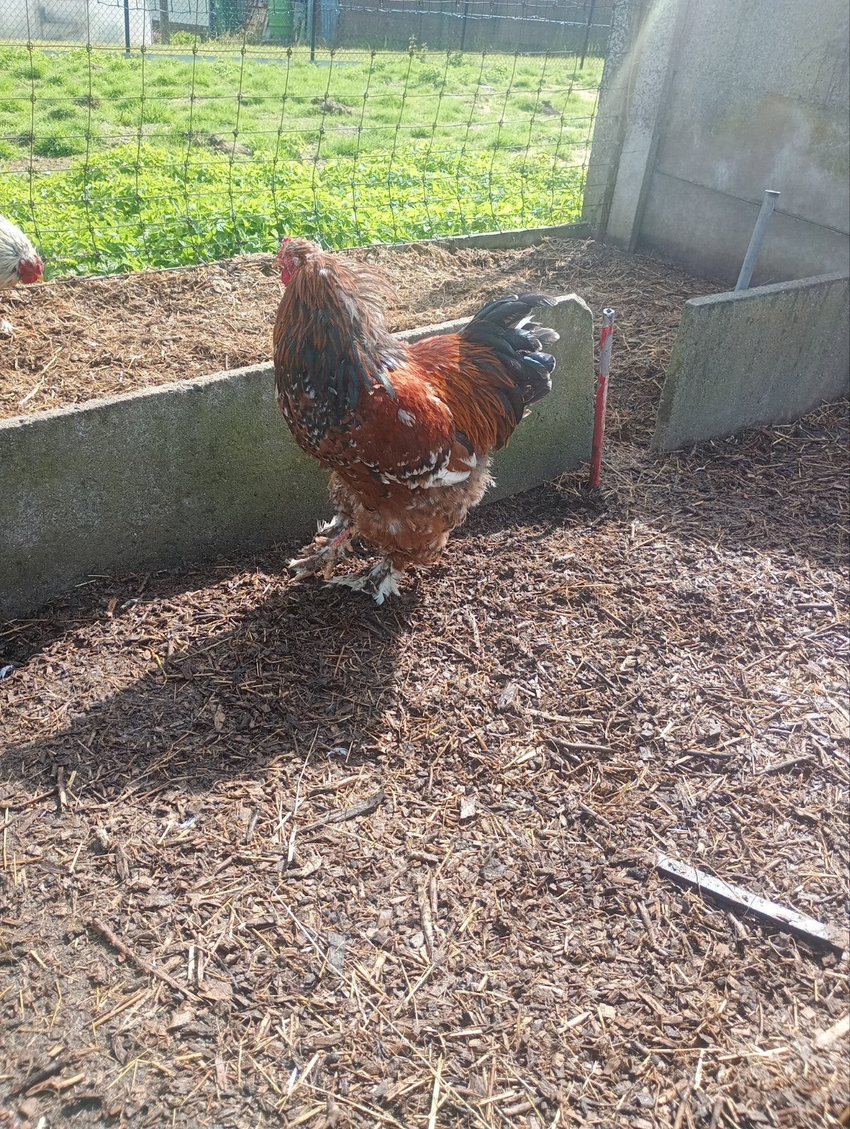 brahma