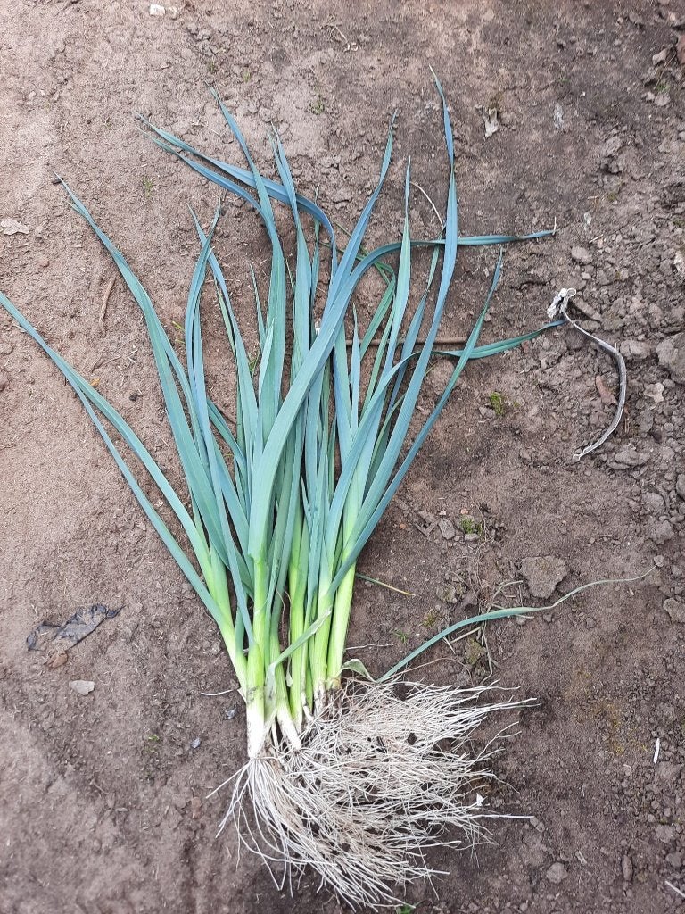 preiplanten, Ophalen