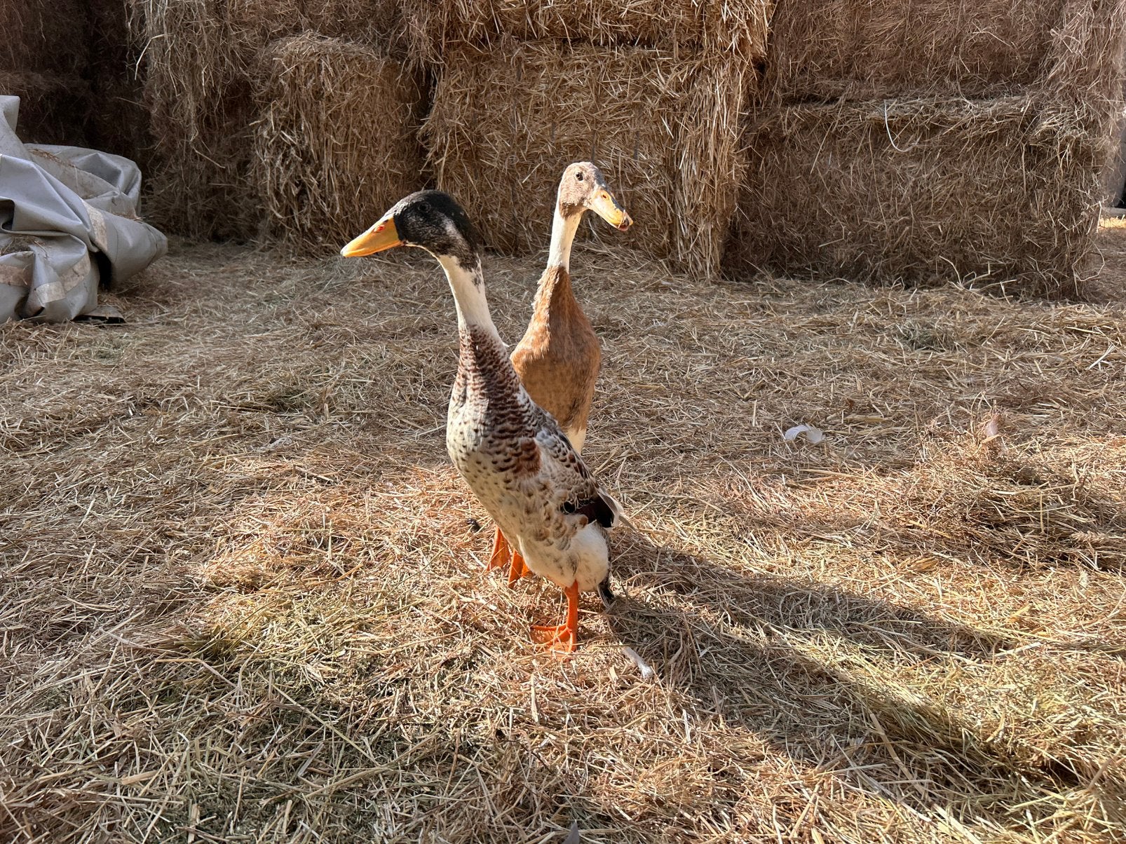 Mooi koppel loopeenden, Dieren en Toebehoren, Pluimvee, Meerdere dieren, Eend