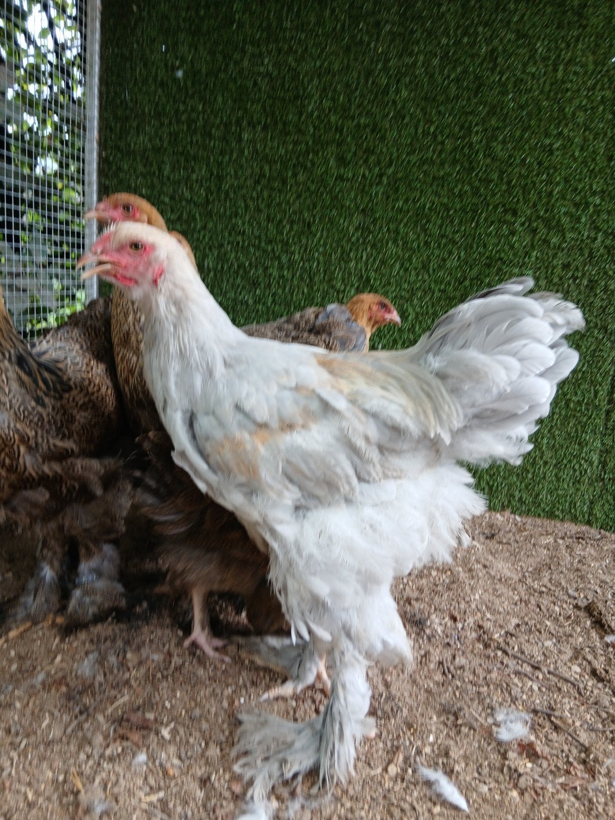 Grote hanen brahma en mechelse koekoek 2026