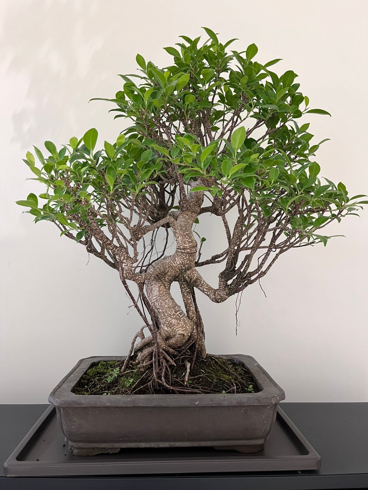Ficus bonsai, Tuin en Terras, Planten | Bomen, Ophalen