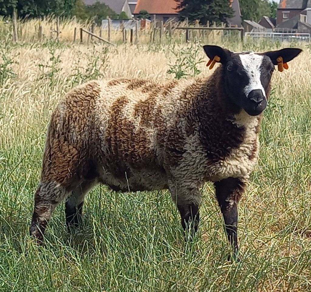 bagger bonte ramlam, Animaux & Accessoires, Mâle, Mouton