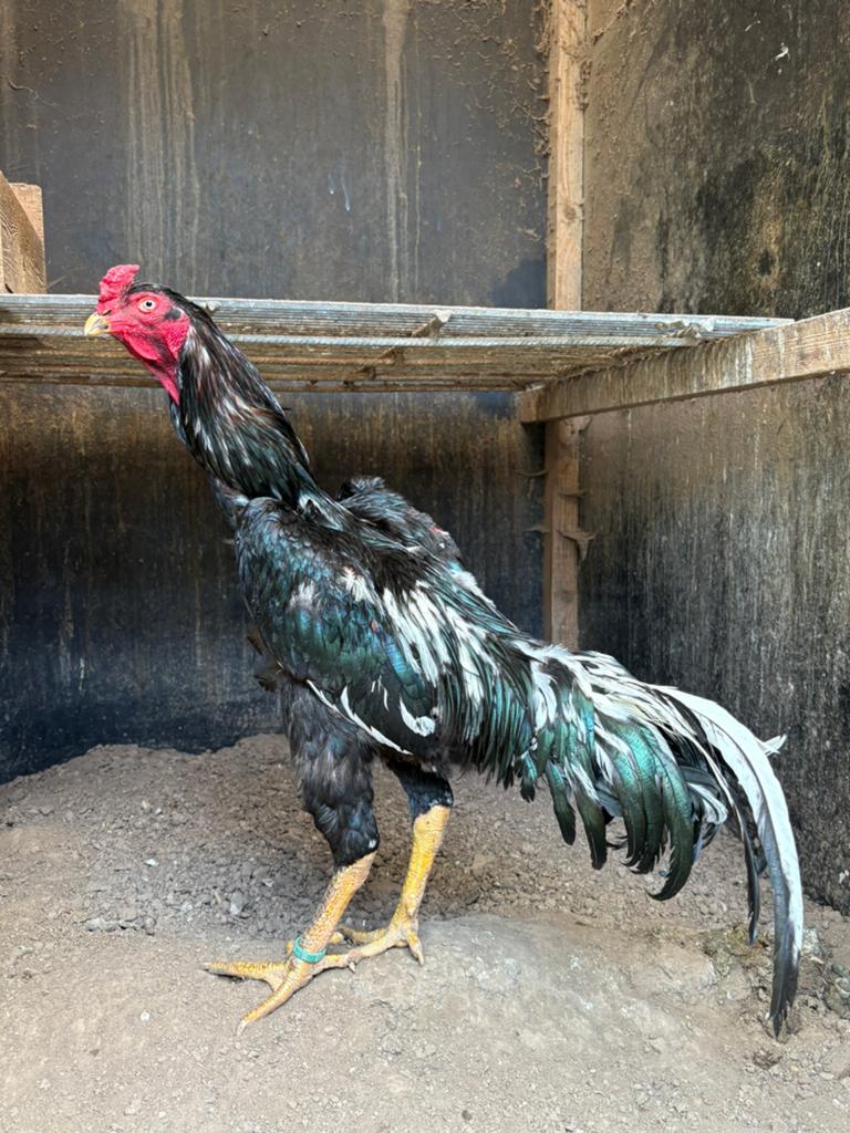 Coqs de shampoing, Animaux & Accessoires, Mâle, Poule ou poulet