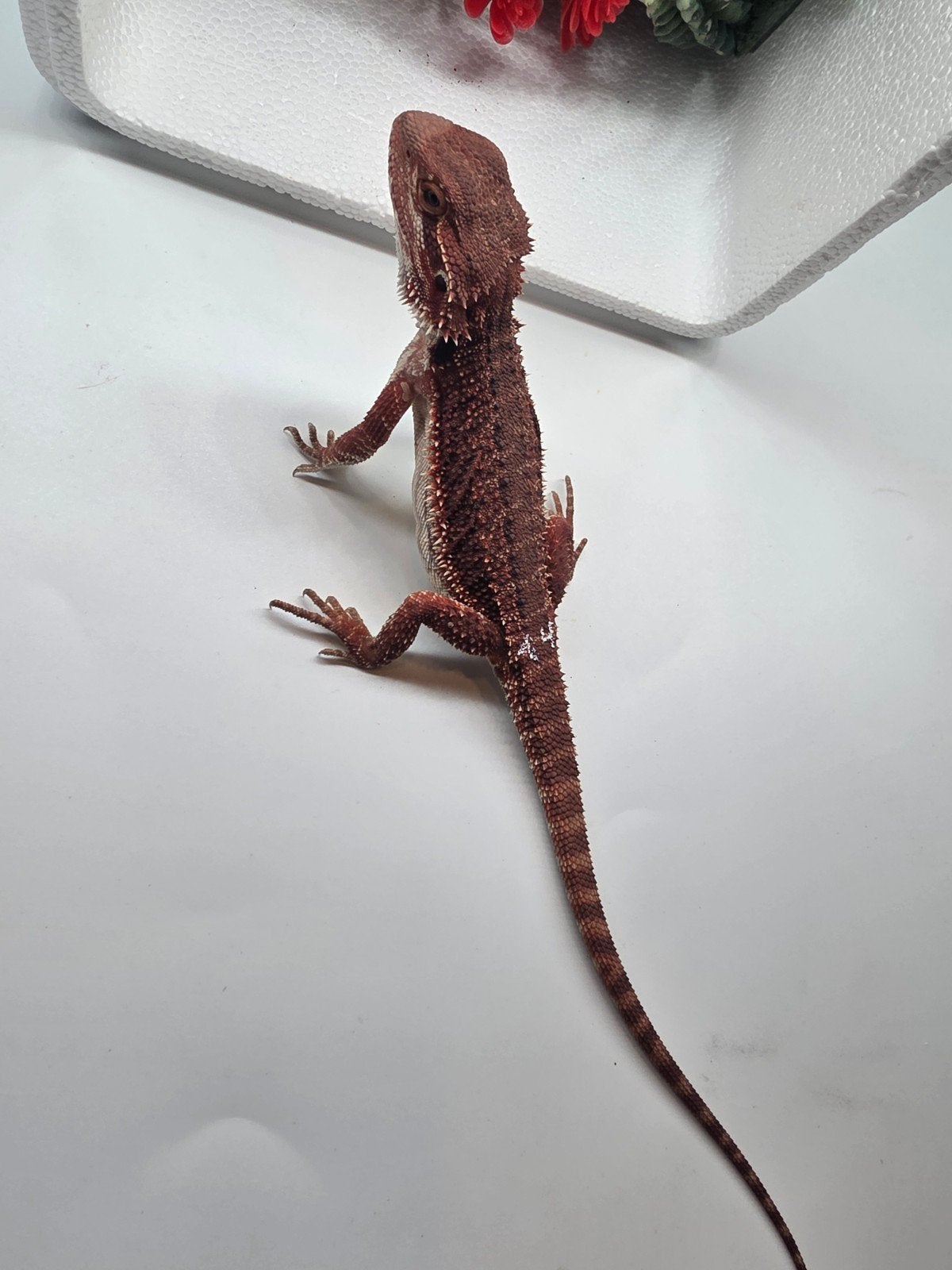 dark red monster, het hypo, man