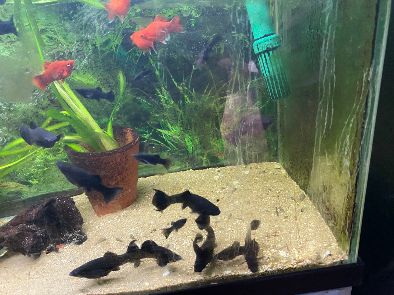 Black molly met met sierstaart 6 stuks. Gewoon staarten niet, Zoetwatervis