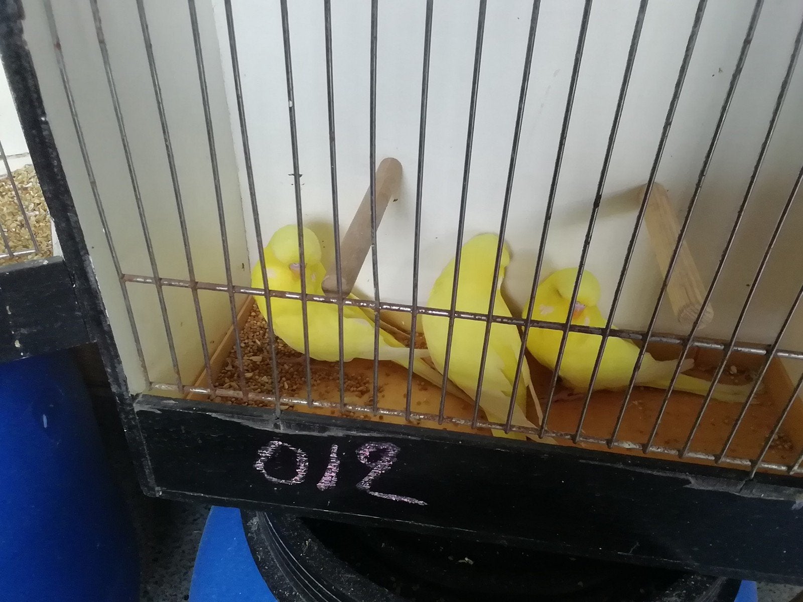 Engelse jonge grasparkieten, Animaux & Accessoires, Oiseaux | Canaris