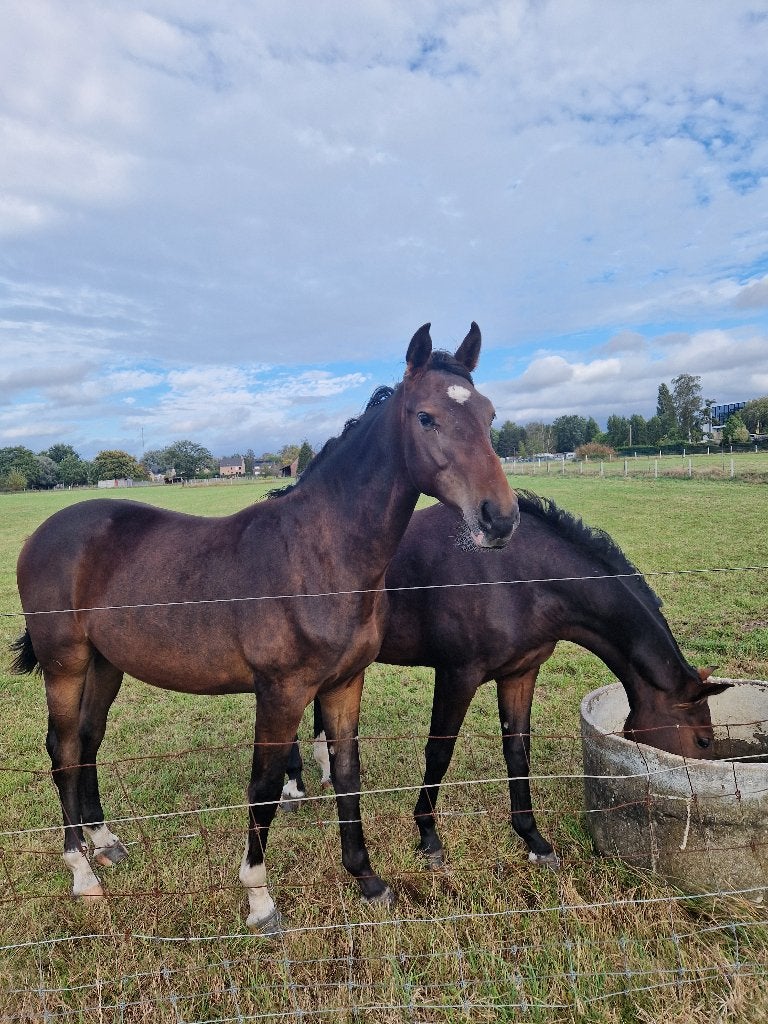 2 jarige ruin van Pifte van het houtemhof, Dieren en Toebehoren, Ruin, Onbeleerd, Met stamboom, 0 tot 2 jaar