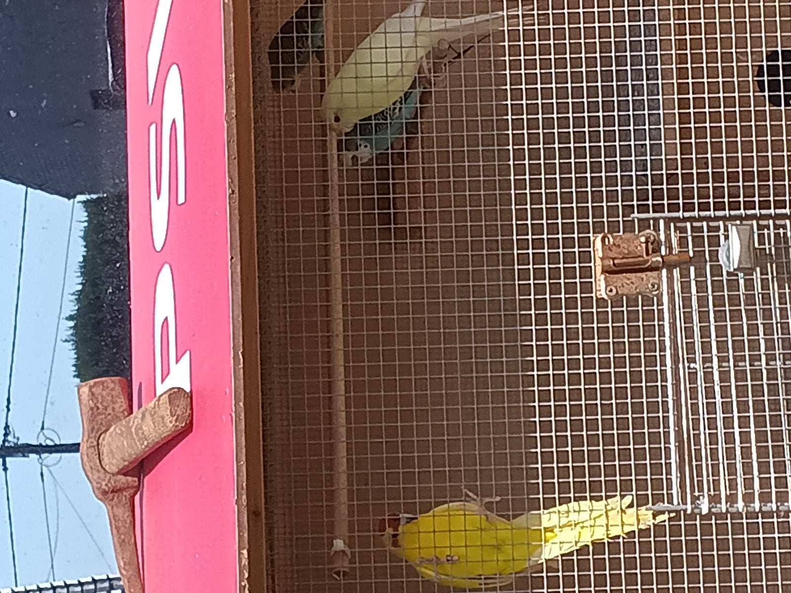 1 koppeltje kakarikies