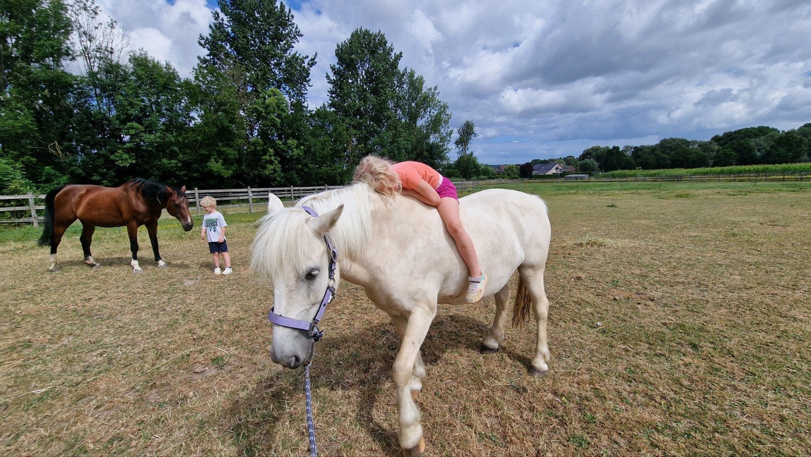 leuke palomino c pony, Moins de 160 cm, 7 à 10 ans