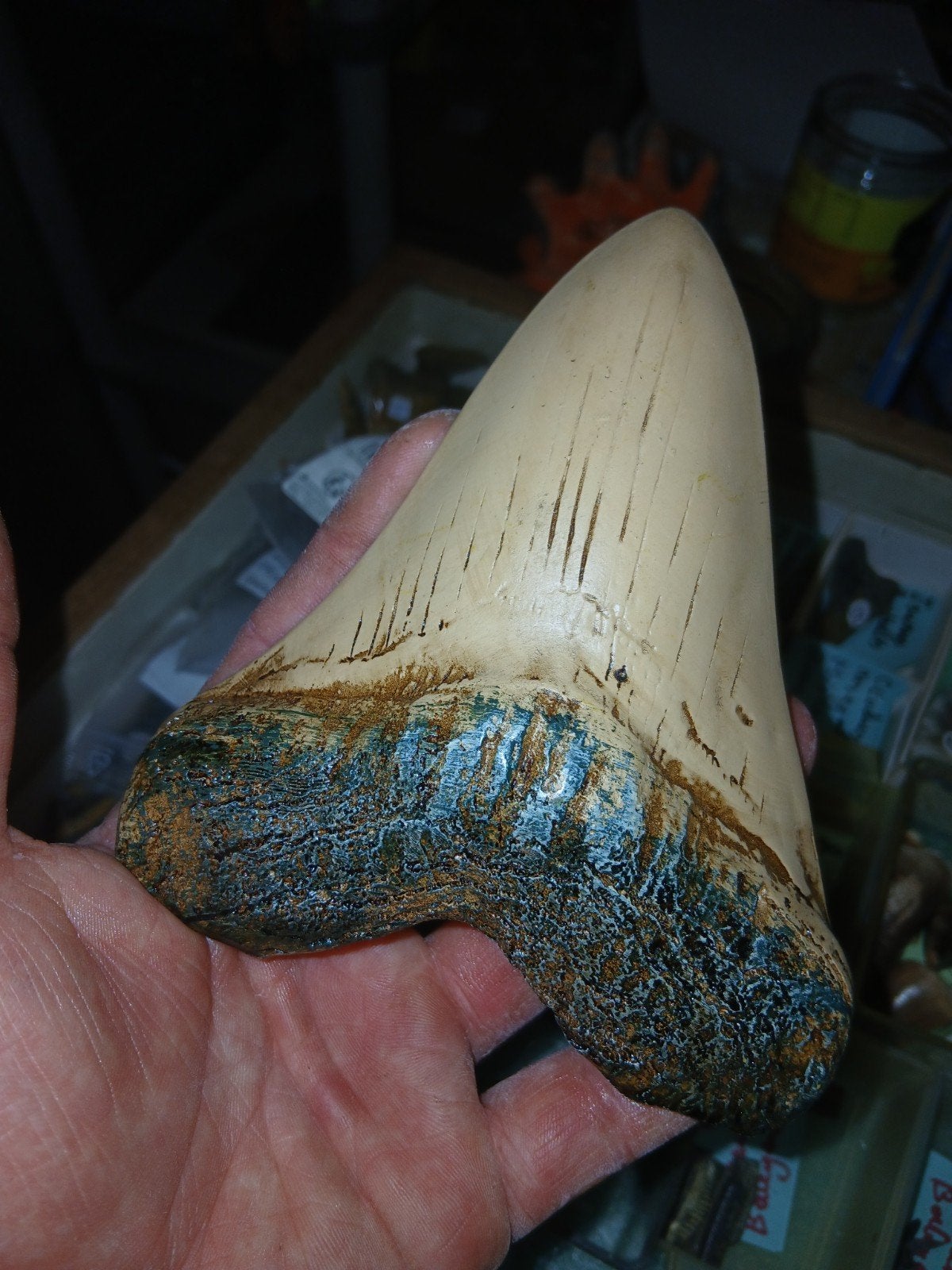 megalodon tand, Verzamelen, Mineralen en Fossielen, Ophalen of Verzenden