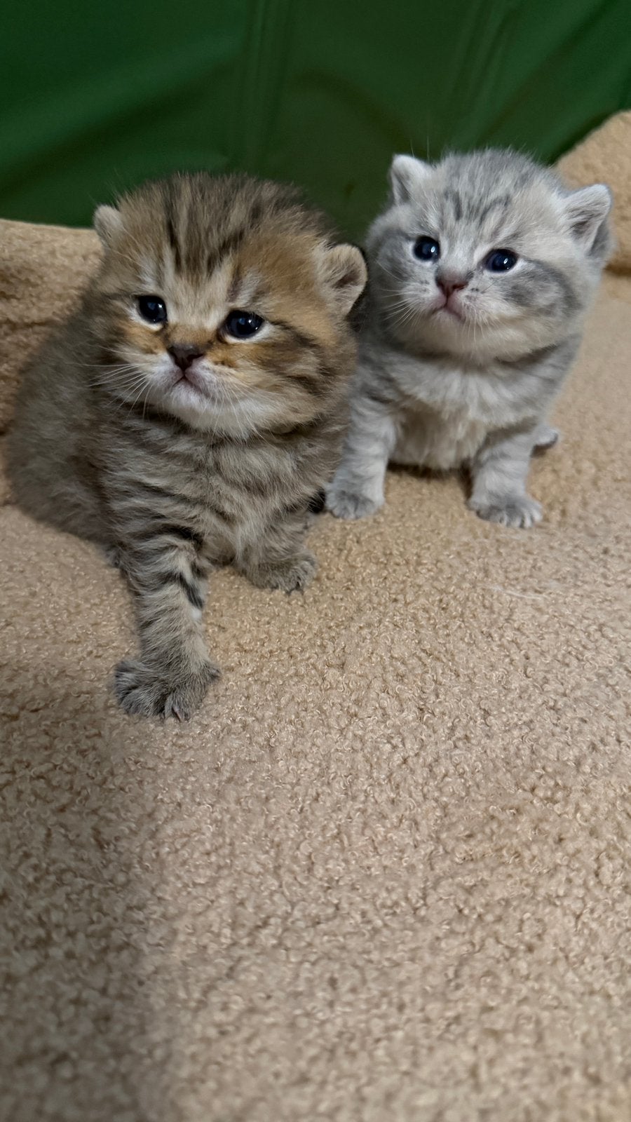 Brits korthaar kittens, Plusieurs animaux, Vermifugé, 0 à 2 ans
