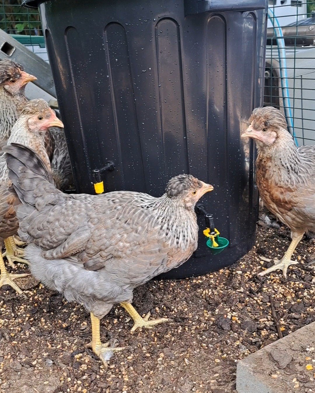 Cream legbar hennen - laatste trio hennen voor €70