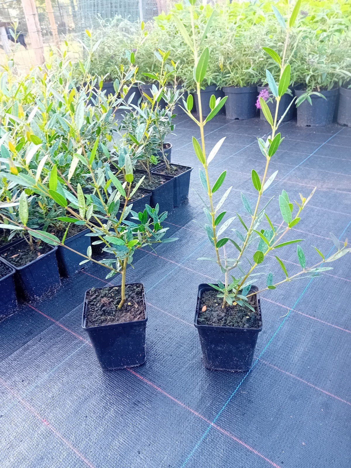 Phillyrea Angustifolia, Tuin en Terras, Ophalen