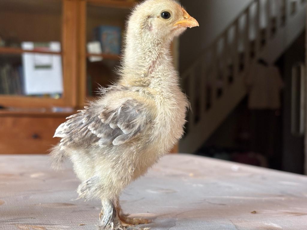 Cochin kuikens (PUURS), Animaux & Accessoires, Volatiles, Poule ou poulet, Sexe inconnu