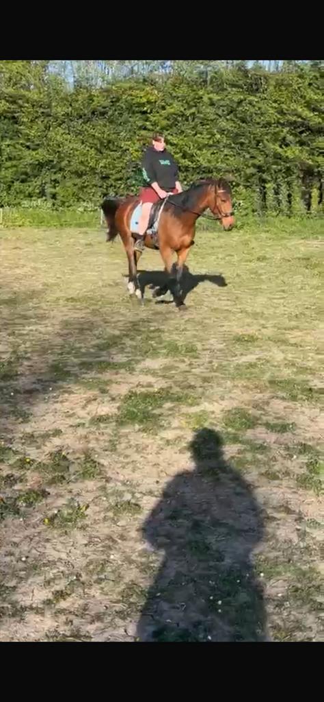 Super lief rijpaard, Dieren en Toebehoren, Ruin
