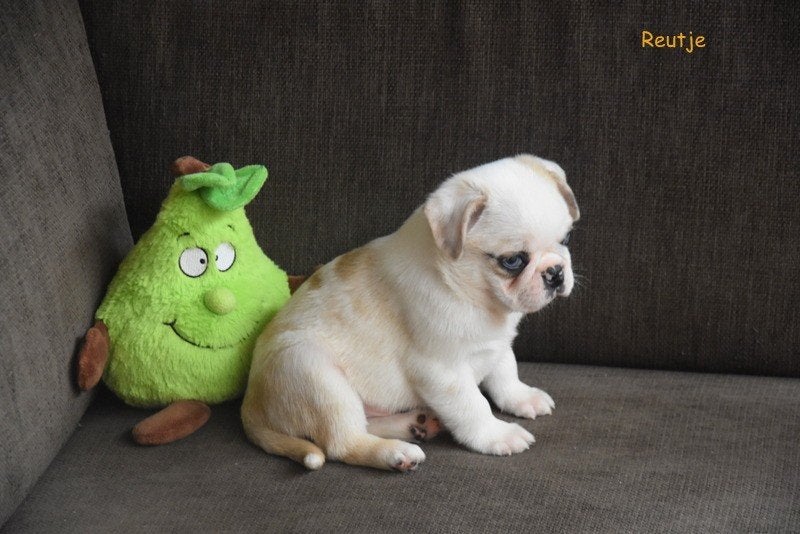 Retro Mopshond pup, Autres races, Plusieurs, Hépatite contagieuse (maladie de Rubarth), Belgique