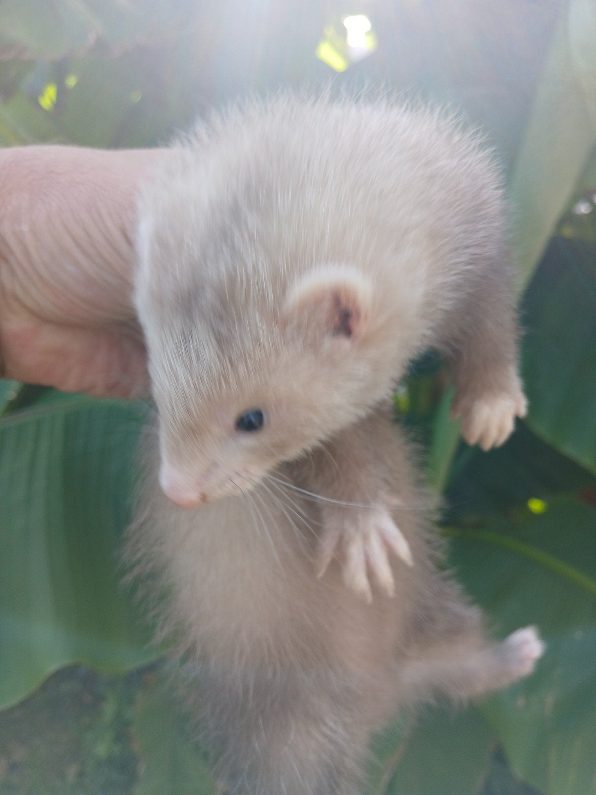 furet. 9 semaines, Furet, Juin, Domestique, Femelle