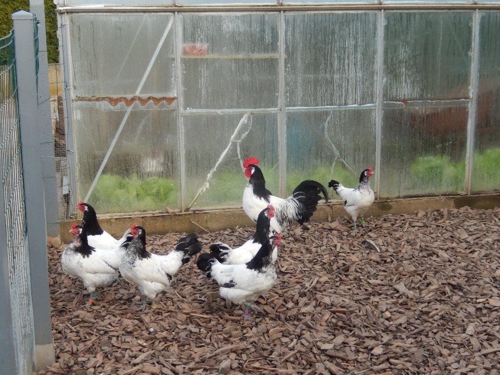 Oeufs à éclore, poules, champ à linge, Animaux & Accessoires, Poule ou poulet