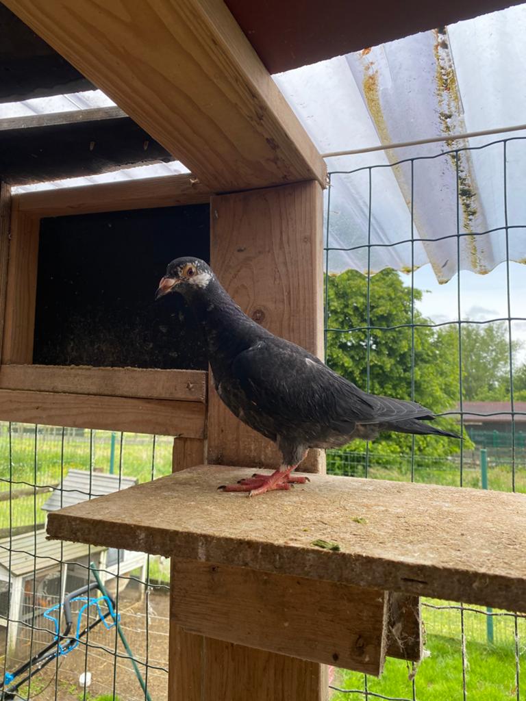 Pitrain jongen, Plusieurs animaux, Pigeon voyageur