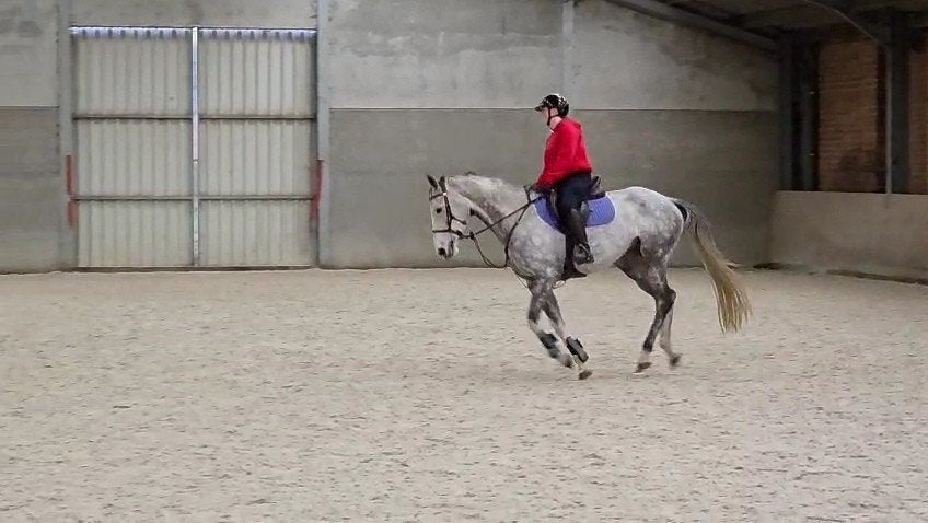 7 jarige aanhankelijke merrie, Dieren en Toebehoren, Paarden, Met stamboom, B, 7 tot 10 jaar, Recreatiepaard