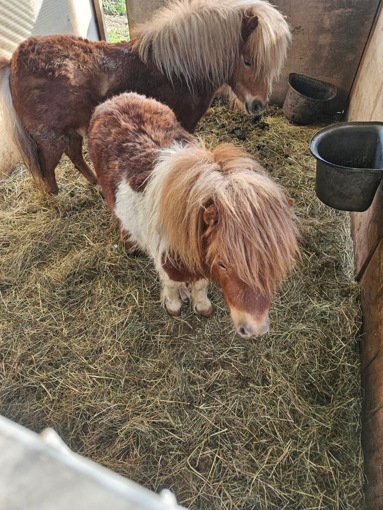 Paardjes koppel shetlanderkes, Ophalen