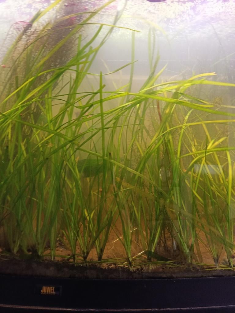 Aquariumplant vallisneria spiralis, Ophalen