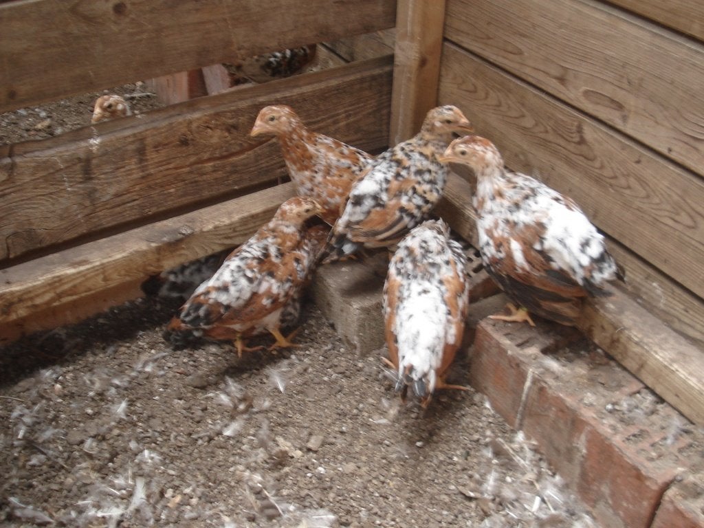 kuikens leghorn (duizendkleur, porselein), Animaux & Accessoires, Volatiles, Poule ou poulet, Femelle