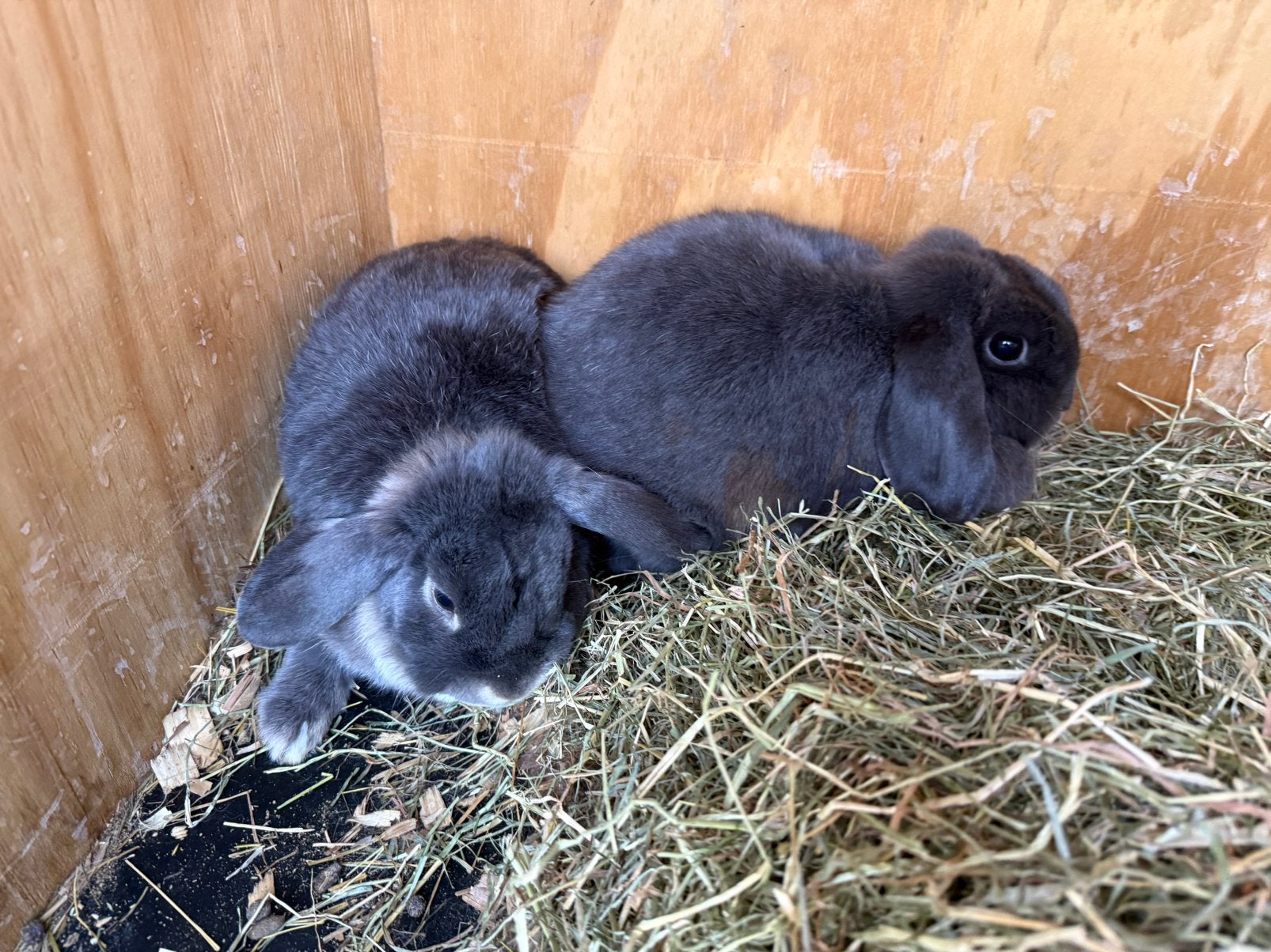 Nhd koppel, Dieren en Toebehoren, Meerdere dieren, Dwerg, Hangoor, 3 tot 5 jaar