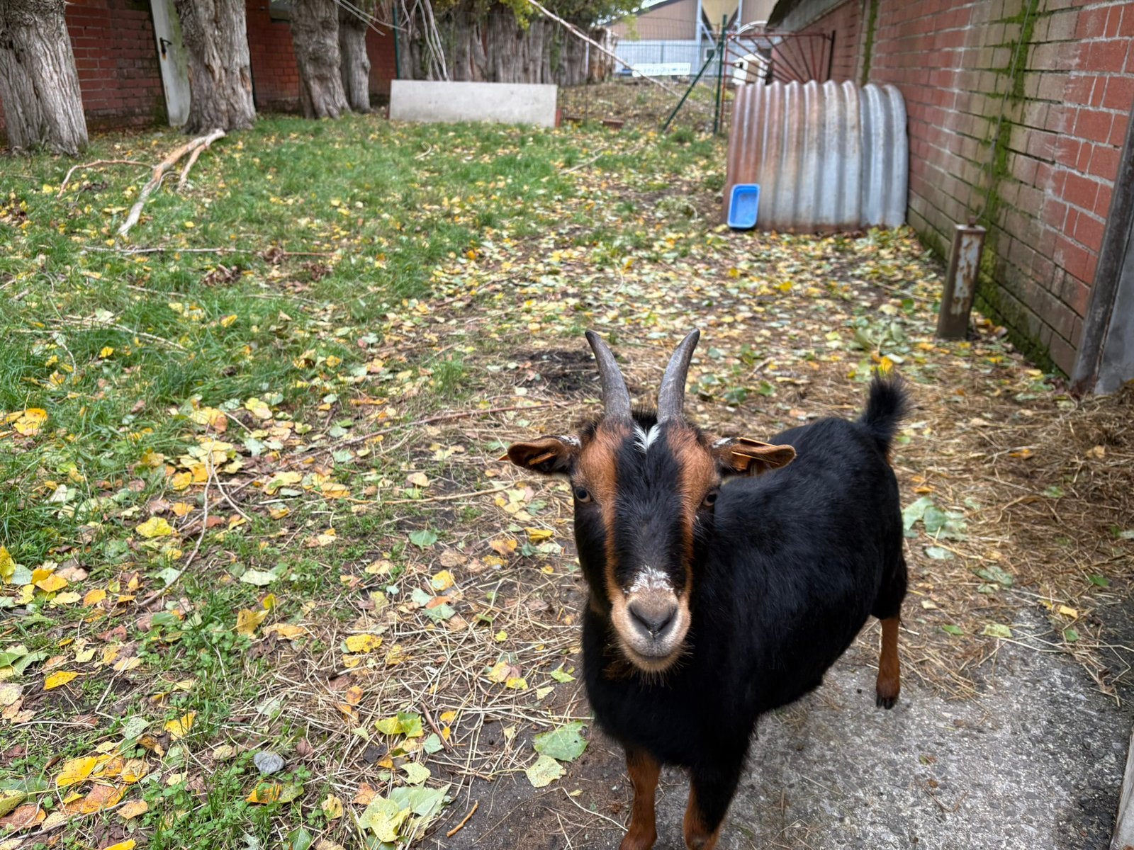 Miekes te koop, Dieren en Toebehoren