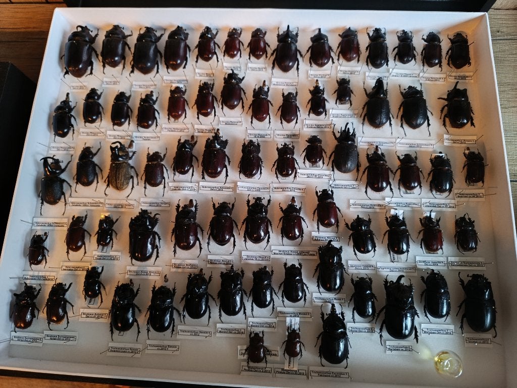 Boite entomologique dynastinae dynastidae, Verzamelen, Ophalen of Verzenden, Zo goed als nieuw, Insect, Opgezet dier