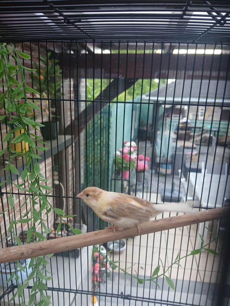 Kanarie, Mâle, Canari chanteur