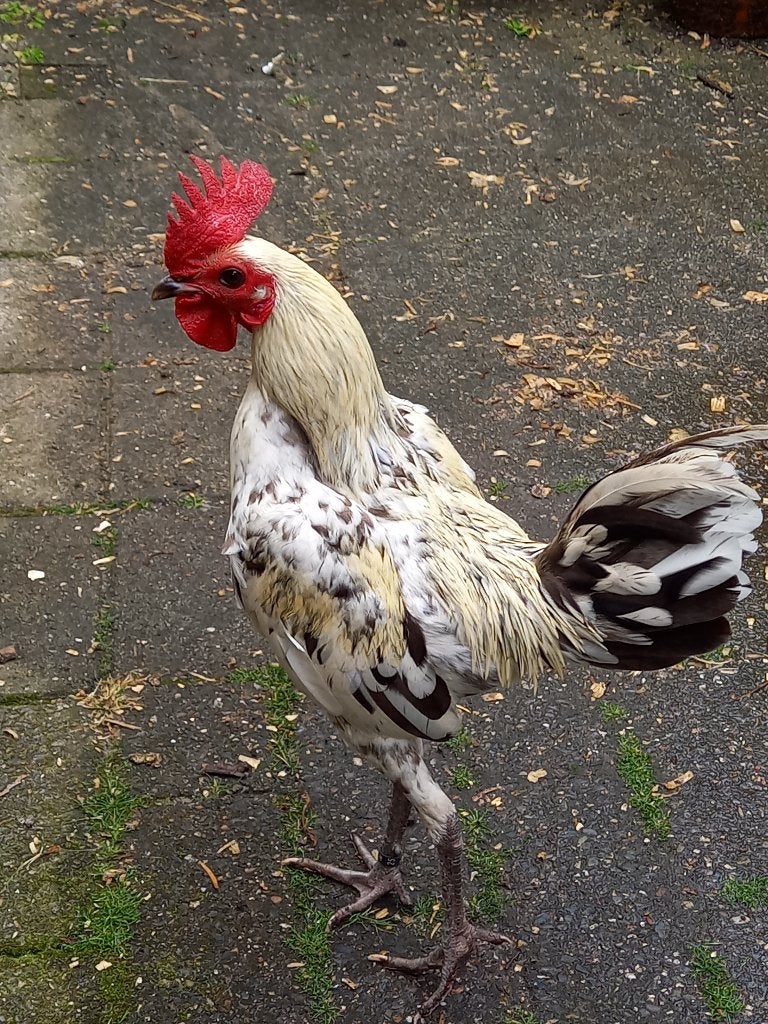 Trio modern Engelse vechtkrielen, Dieren en Toebehoren, Pluimvee, Meerdere dieren, Kip