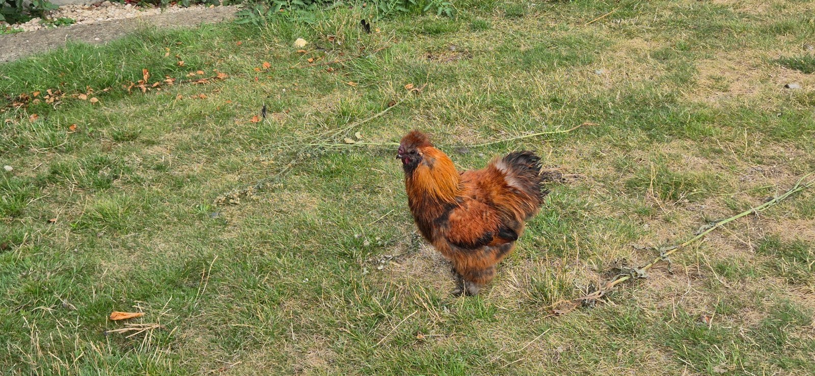 Zijdehoen haantje, Dieren en Toebehoren, Pluimvee, Mannelijk, Kip